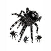 Tarantula Spider