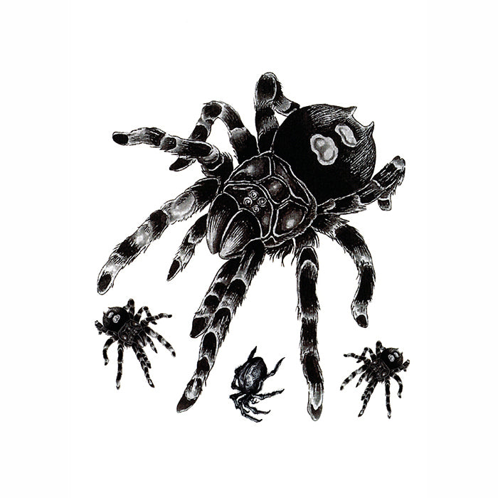 Tarantula Spider