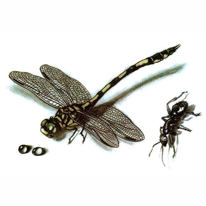 Dragonfly & Ant